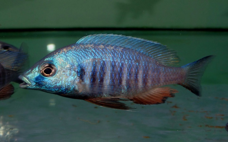 Placidochromis sp. 'electra blue' Hongi Island